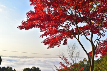 高谷山　高谷山霧の海展望台　広島　日の出　雲海　紅葉　もみじ
