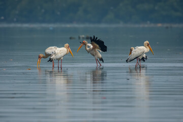 a goup of milky stork bird mycteria cinerea searching for food on shallow water with reflection, natural bokeh background