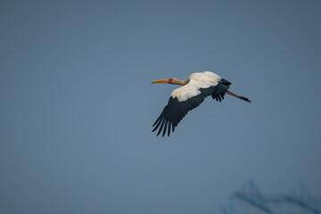 A milky stork flying over sea water in jakarta bay, natural bokeh background