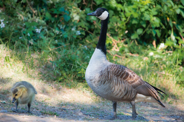Kanadagans mit Küken