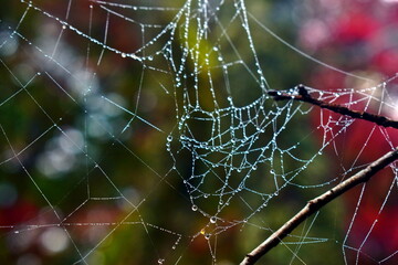 蜘蛛の巣　クモの巣　水滴　雫　尾関山公園　広島
