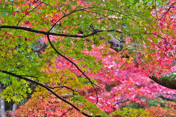 紅葉　もみじ　モミジ　秋　尾関山公園　広島
