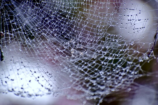 蜘蛛の巣　クモの巣　水滴　雫　尾関山公園　広島
