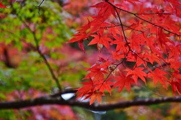 紅葉　もみじ　モミジ　秋　尾関山公園　広島

