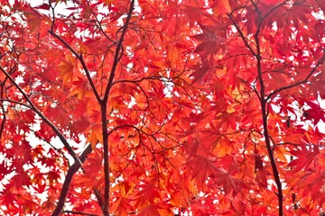 Fototapeten 紅葉　もみじ　モミジ　秋　尾関山公園　広島  © 頼朝