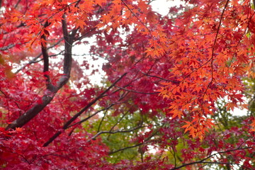 紅葉　もみじ　モミジ　秋　尾関山公園　広島
