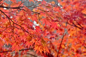 筒賀の大銀杏　イチョウ　銀杏　広島　
