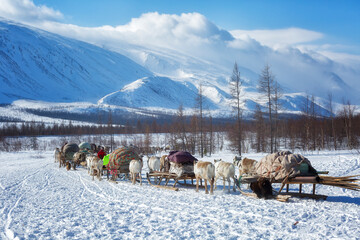 Many reindeer harnesses loaded with property are moving to a new camp site