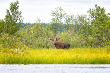 elk hides among the trees on river bank on summer