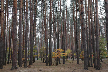 Coniferous forest with young oak trees at autumn.
