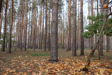 Coniferous forest with young oak trees at autumn.