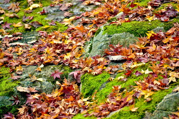 紅葉　奥津渓　岡山　岡山県　秋　もみじ