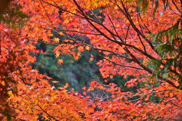 紅葉　奥津渓　岡山　岡山県　秋　もみじ