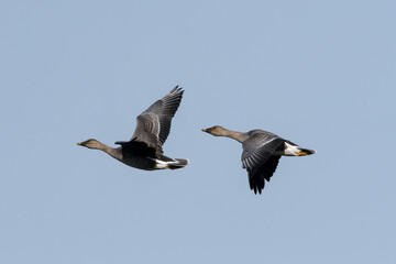 Tundrasaatgänse im Flug