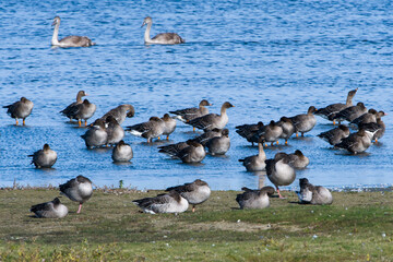 Herbst am Gülper See