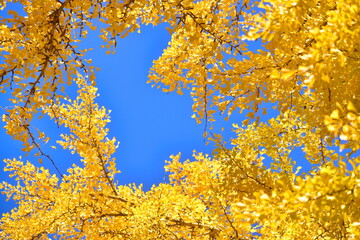 三田神社　銀杏　イチョウ　岡山　岡山県　秋