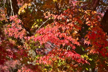 秋　紅葉　岡山　近水園