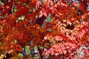 秋　紅葉　岡山　近水園