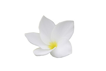 White frangipani flower isolated on transparent