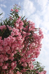 bush of pink blooming azalea against the blue sky in summer