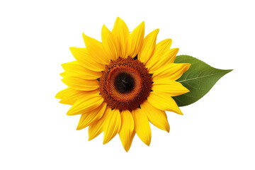 Fototapeta premium a sunflower isolated on a transparent background, generative ai