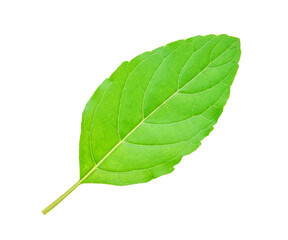 Fresh basil leaves transparent png