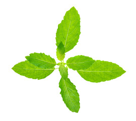 Fresh basil leaves transparent png
