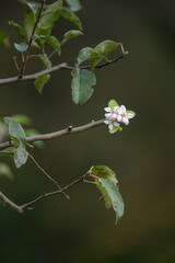 Apple blossom on a tree branch.