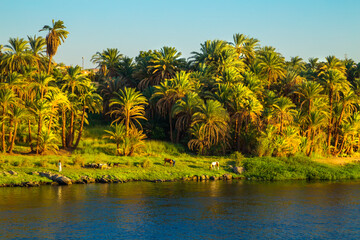 Cows graze on the banks of the Nile.