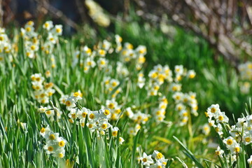 Fototapeta premium 広島 福山 水仙 やぶ椿と水仙の里