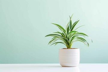Cute potted Spider Plant, minimal background, depth of field, bright natural lighting, vast copy space - obrazy, fototapety, plakaty