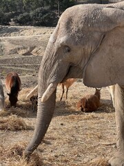African elephant, Benidorm safari park