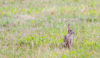 cute bunny on a meadow 