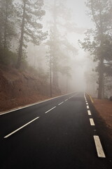Foggy road in the forest near Teide, Tenerife