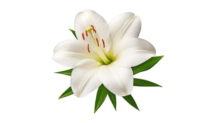 Fototapeta na wymiar white lily flower isolated on transparent background cutout