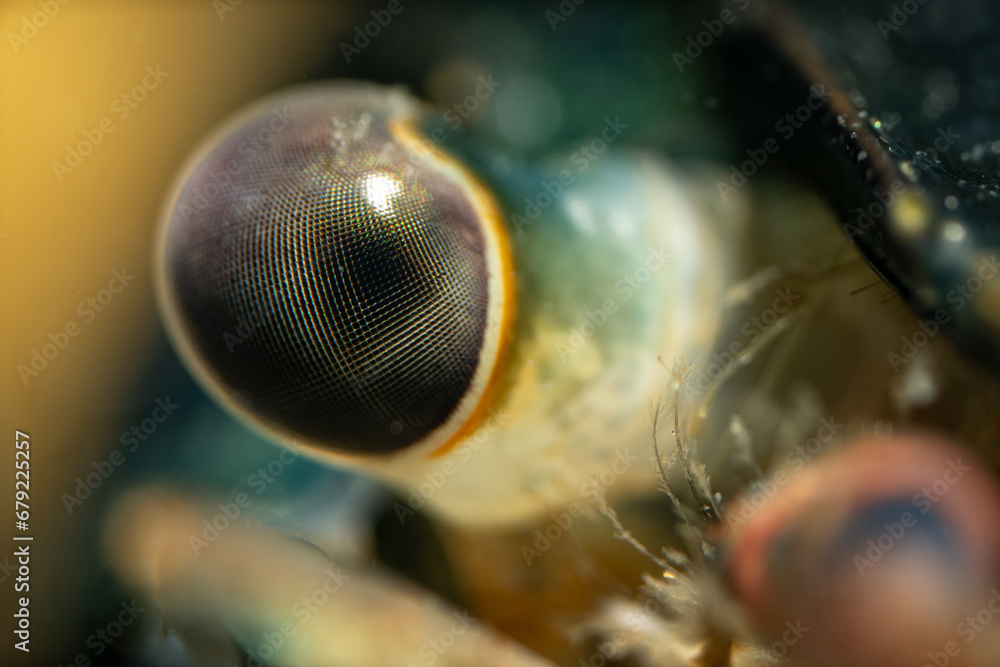 Wall mural Macro view of crayfish eye.