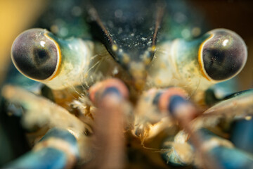 Macro view of crayfish eye.