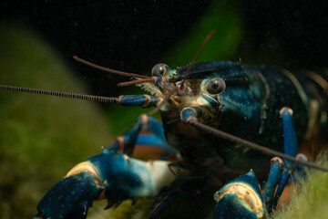 Portrait of a blue moon crayfish under the surface.