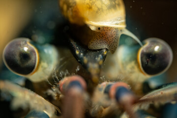Macro view of crayfish eye and crawling snail.