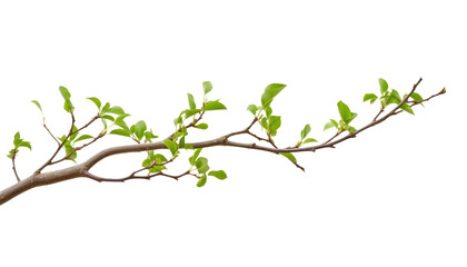 green branch isolated on transparent background cutout - obrazy, fototapety, plakaty