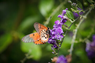 butterfly on flower
