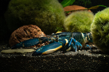 Blue moon crayfish in aquarium.