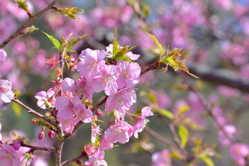 河津桜　笠戸島　春　山口