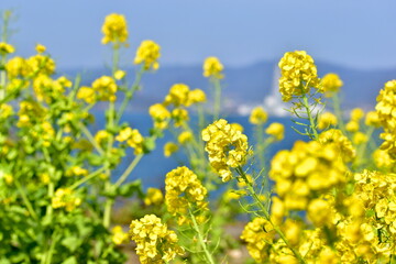 菜の花　海沿い　笠戸島　春