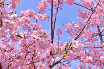 河津桜　笠戸島　春　山口