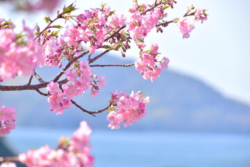 河津桜　笠戸島　春　山口