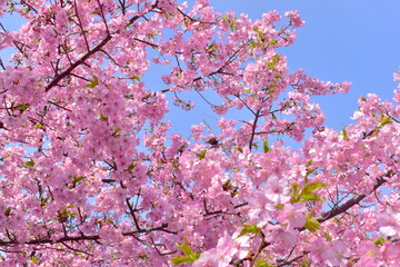 河津桜　笠戸島　春　山口