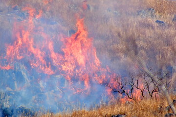 秋吉台　山焼き　山口