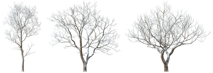 Seasonal trees shapes cover by snowy isolated on transparent backgrounds 3d rendering png