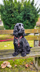 Cocker Spaniel Portrait